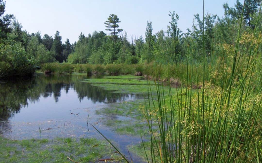 La MRC de Vaudreuil-Soulanges lance une consultation en ligne dans le cadre de l’élaboration de son Plan régional des milieux humides et hydriques